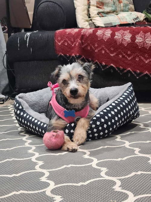 Photo of Winnie (formally Lunita), adoptable Schnauzer in San Diego, California