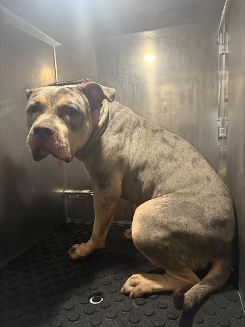 Photo of Rosie, adoptable American Bulldog in San Antonio, Texas