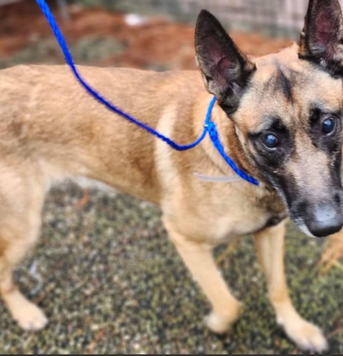Photo of Sig - Located in TX, adoptable Belgian Malinois in Imlay City, Michigan