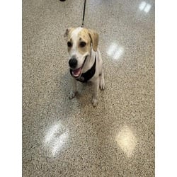 Photo of Forrest, adoptable Terrier (Unknown Type, Medium) in Doral, Florida