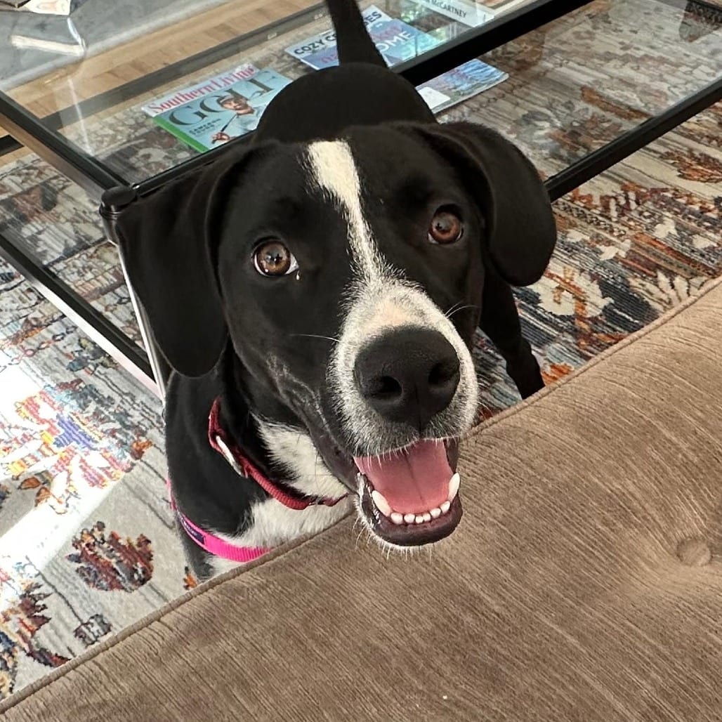 Photo of Ham, adoptable Mixed Breed (Medium) in Riverwoods, Illinois