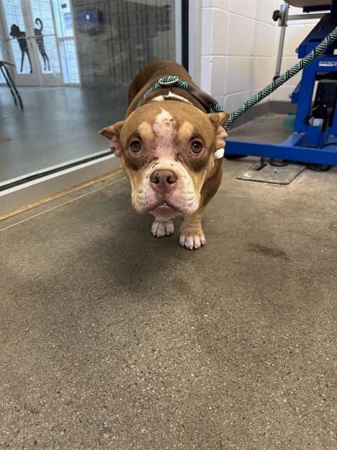 Photo of Tic Tac, adoptable French Bulldog in Mesa, Arizona