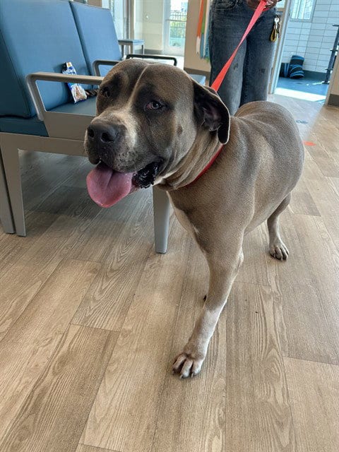 Photo of Count Barkula, adoptable Mastiff in Pearland, Texas