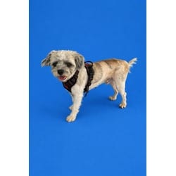 Photo of Aspen, adoptable Shih Tzu in Doral, Florida