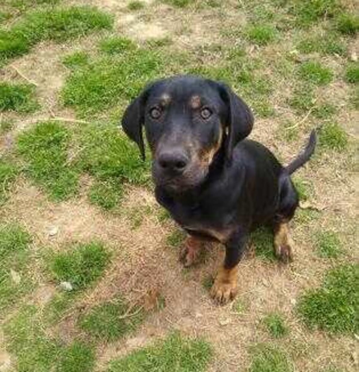 Photo of Lil Rascal, adoptable Labrador Retriever in Medfield, Massachusetts