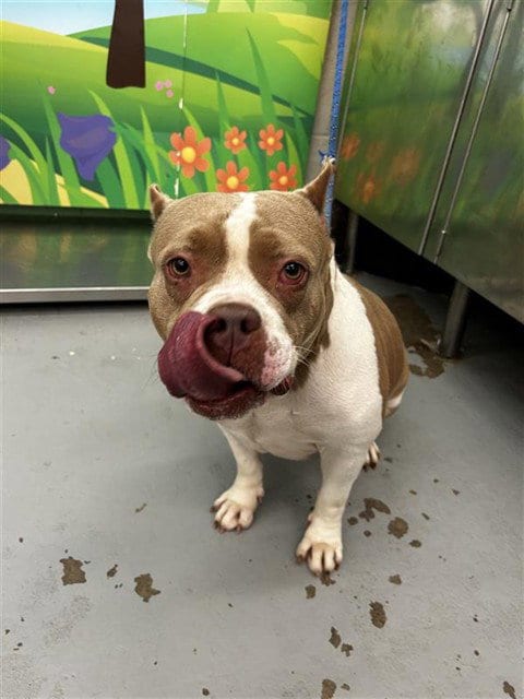 Photo of Dallas, adoptable Pit Bull Terrier in Waco, Texas