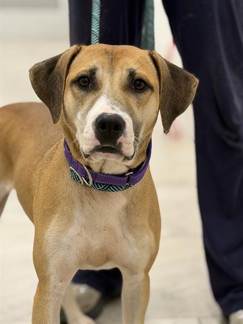 Photo of Fawn, adoptable Labrador Retriever in Canfield, Ohio