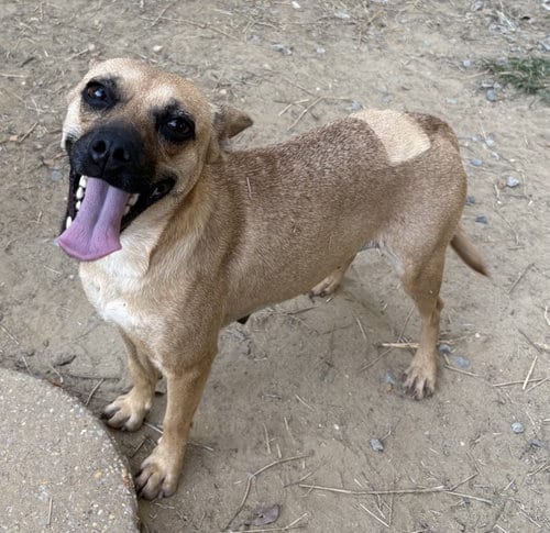 Photo of Mama, adoptable Terrier in Wetumpka, Alabama