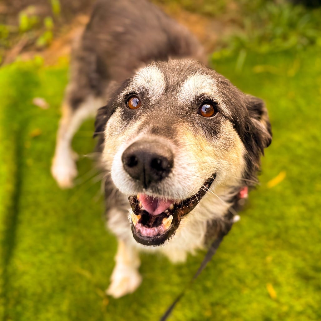 Photo of Willow, adoptable Mixed Breed (Medium) in Ohio, Ohio