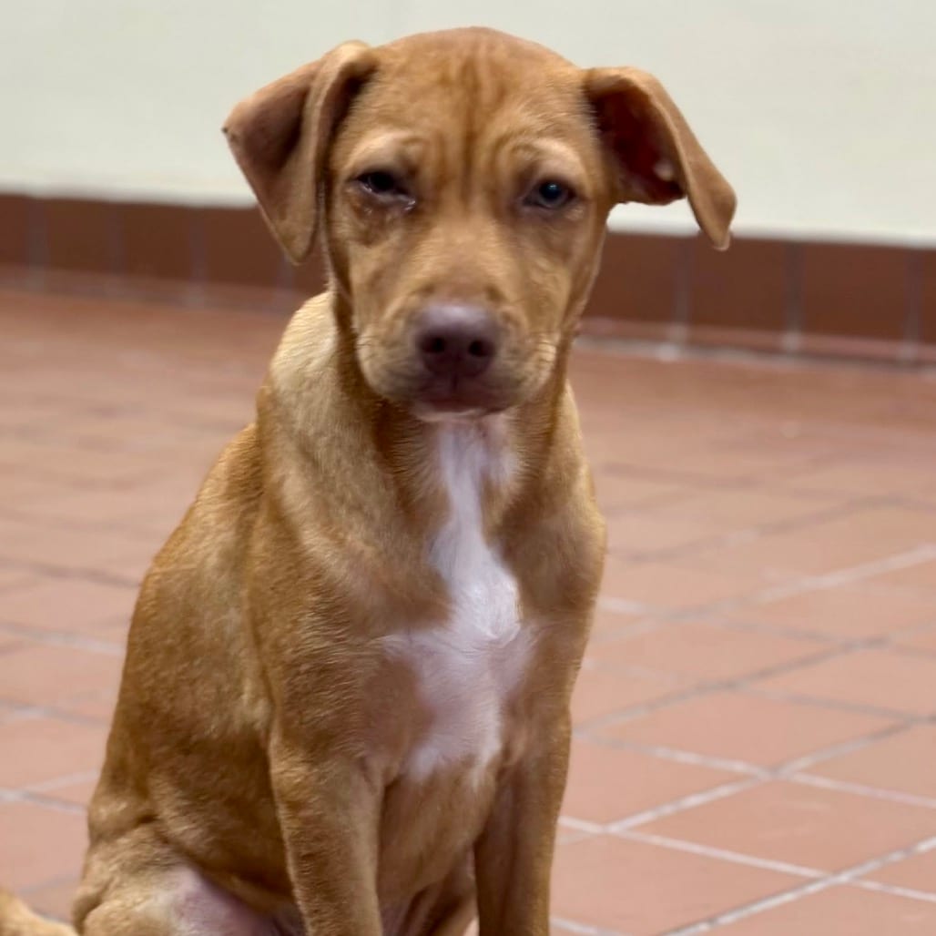 Photo of Kira, adoptable Retriever, Labrador / Mix in Jefferson, New Jersey