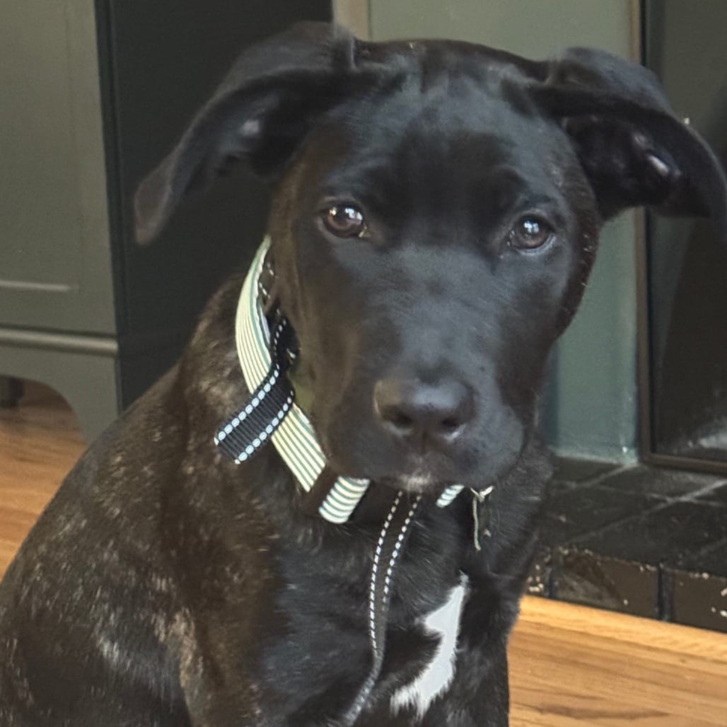 Photo of Tomato, adoptable Shepherd, Belgian Malinois / Mastiff in San Francisco, California