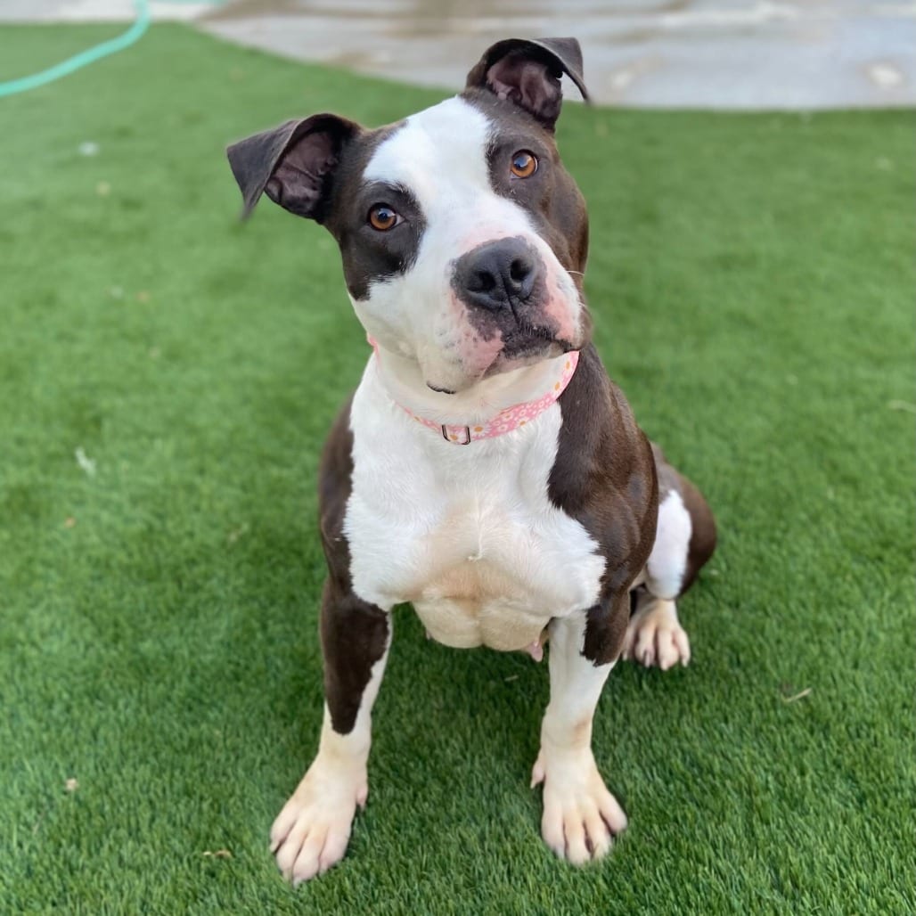 Photo of Missy, adoptable Terrier, American Pit Bull in California, California