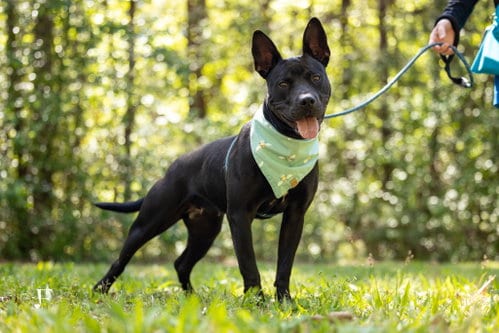 Photo of Kenya, adoptable Terrier in Holly Springs, North Carolina