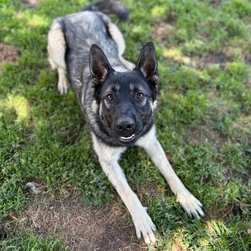 Photo of Hollander, adoptable German Shepherd Dog in Modesto, California