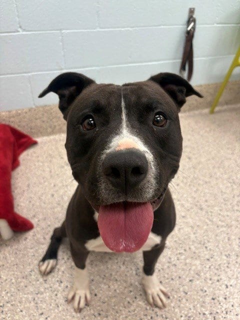 Photo of Randall, adoptable Pit Bull Terrier in Brighton, Colorado