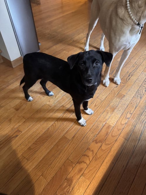 Photo of Tucker (Muktuk), adoptable Spaniel in Anchorage, Alaska