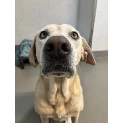 Photo of Powdered Donut, adoptable Labrador Retriever in Roseville, California