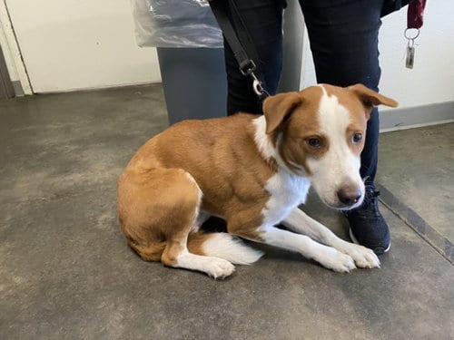 Photo of Slinky, adoptable Labrador Retriever in Los Angeles, California