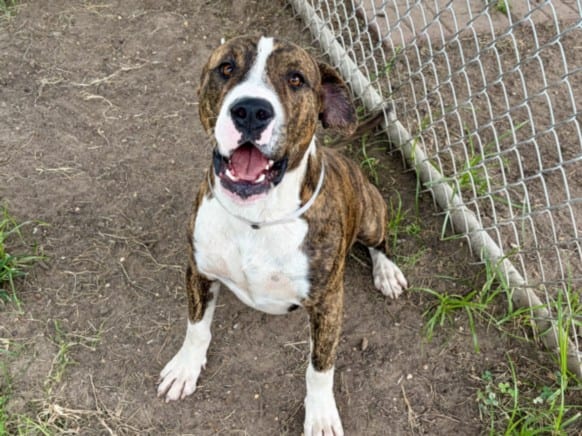 Photo of Frankie, adoptable Staffordshire Bull Terrier mix in Houston, Texas