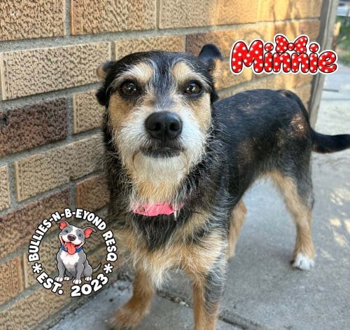 Photo of Minnie, adoptable Dachshund in Omaha, Nebraska