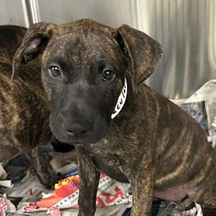 Photo of Draculara, adoptable Mixed Breed (Medium)