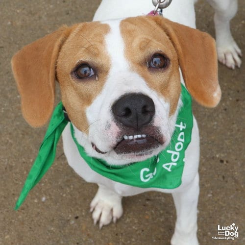 Photo of Blondie, adoptable Treeing Walker Coonhound in Washington, District of Columbia