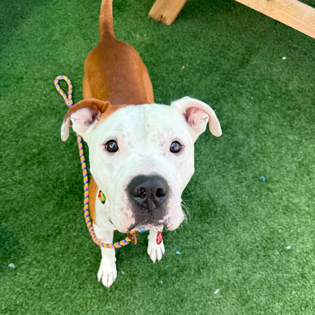 Photo of Snooze, adoptable Mixed Breed (Large) in St. Louis, Missouri