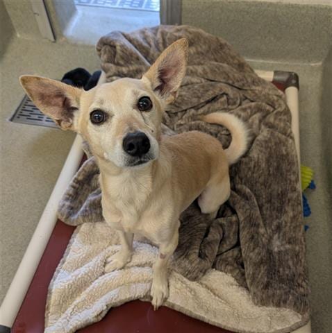 Photo of Chapito, adoptable Chihuahua in San Martin, California