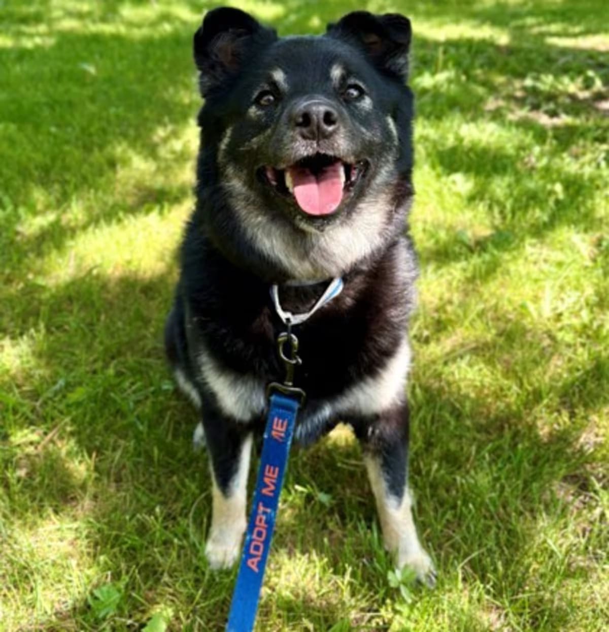 Photo of Ralph, adoptable Mixed Breed (Medium) in Howell, Michigan