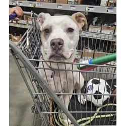 Photo of Petey, adoptable American Pit Bull Terrier in Irmo, South Carolina