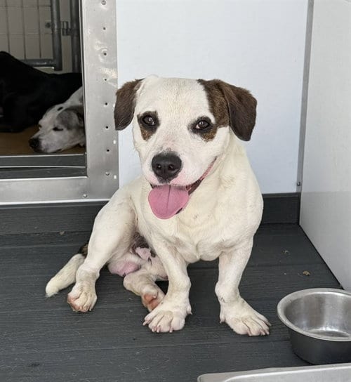 Photo of Hank, adoptable Beagle in San Bernardino, California