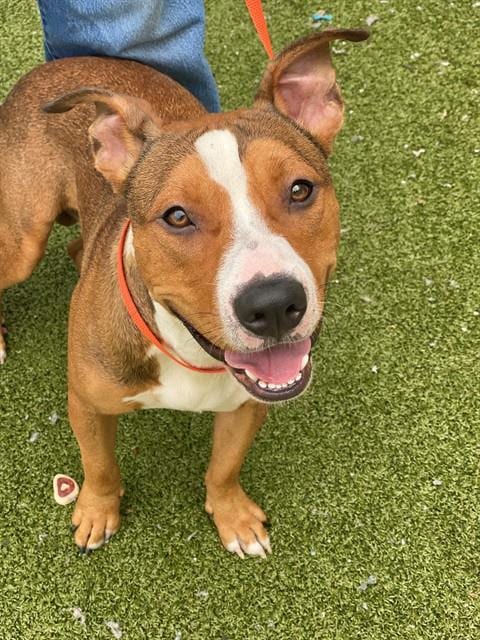 Photo of Leo, adoptable Pit Bull Terrier in Fayetteville, North Carolina