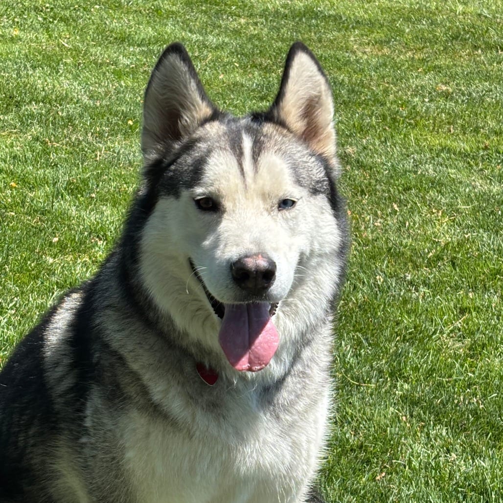 Photo of Chance, adoptable Mixed Breed (Large) in Medford, Oregon