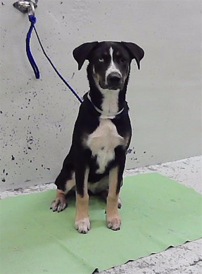 Photo of Luna, adoptable Staffordshire Bull Terrier mix in Houston, Texas