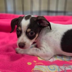 Photo of Skittle FJ, adoptable Chihuahua Mixed Breed (Small) in Hartford, Connecticut