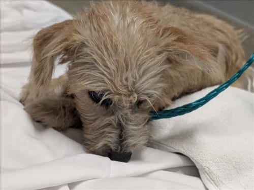 Photo of Jumpy Jill, adoptable Terrier in Las Vegas, Nevada