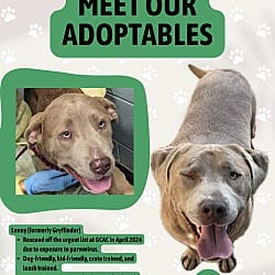 Photo of Lenny, adoptable American Pit Bull Terrier Labrador Retriever in Hodges, South Carolina