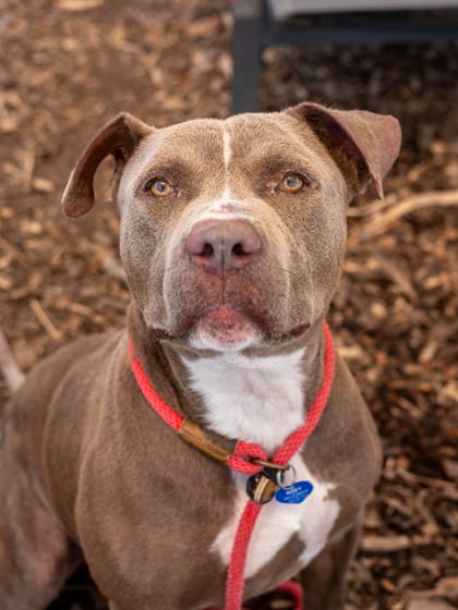 Photo of Rakim, adoptable dog in Chamblee, Georgia