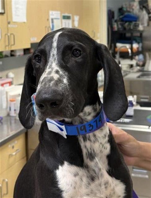 Photo of Finn, adoptable German Wirehaired Pointer in Riverside, California