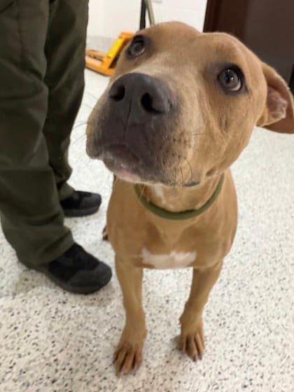 Photo of Roman, adoptable dog in Atlanta, Georgia
