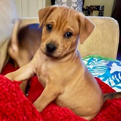 Photo of Butterscotch, adoptable Labrador Retriever Mixed Breed (Medium) in Winchester, Virginia