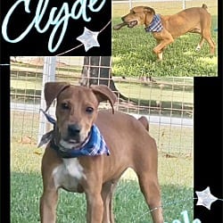 Photo of Clyde, adoptable Boxer in East Hartford, Connecticut