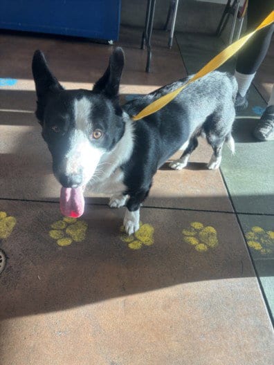 Photo of Starsky, adoptable Pembroke Welsh Corgi in Van Nuys, California