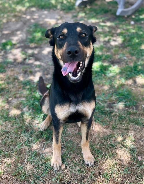 Photo of Gumdrop, adoptable German Shepherd Dog in Riverside, California