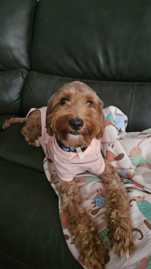 Photo of Clover, adoptable Golden Retriever in Orlando, Florida