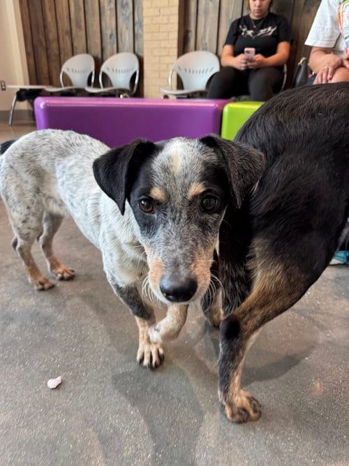 Photo of Taz, adoptable Rat Terrier in Houston, Texas