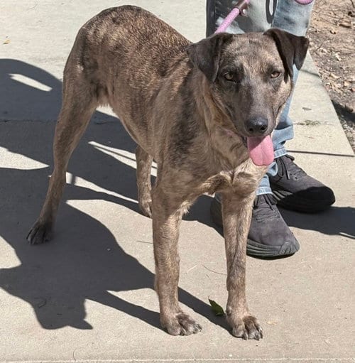 Photo of Olive, adoptable Retriever in Newport Beach, California