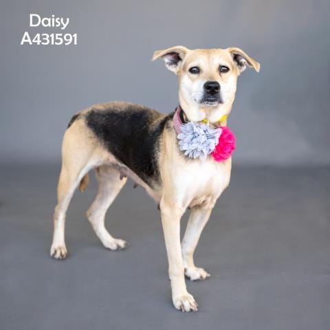 Photo of Daisy, adoptable Labrador Retriever in Conroe, Texas