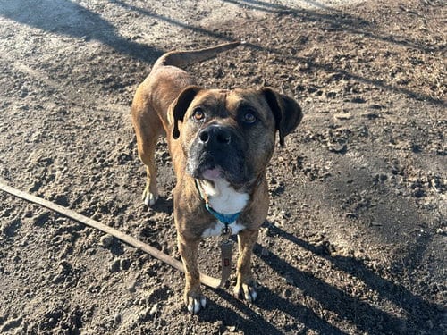 Photo of Hoss, adoptable Boxer in Ocala, Florida