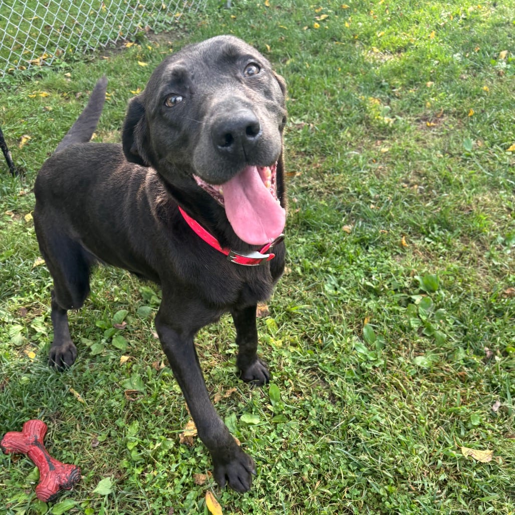 Photo of Harlow, adoptable Retriever, Chocolate Labrador in Marshalltown, Iowa